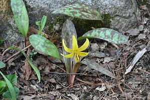 2025-04246528 Acton Arboretum, MA